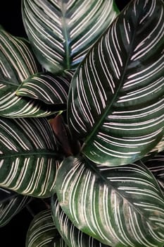 Macro view of the leaves on a pinstripe calathea plant.