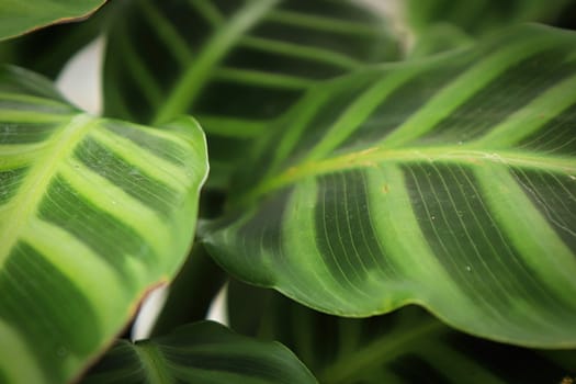 Macro view of the leaves on a zebrina calathea plant.