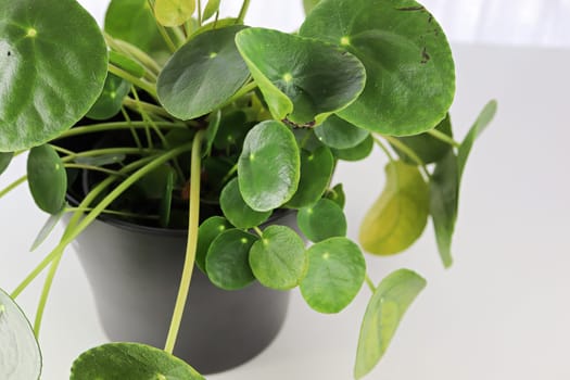 Side view of a pilea plant against a white background.