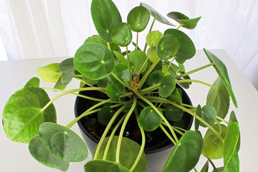 Macro photos of the leaves on a money pilea plant.