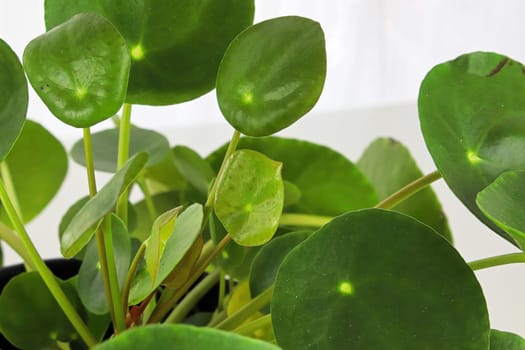 Macro photos of the leaves on a money pilea plant.