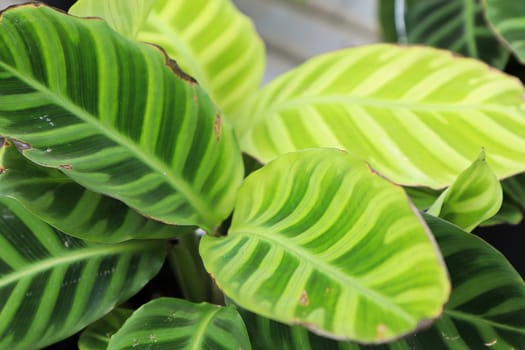 Macro view of the leaves on a zebrina calathea plant.