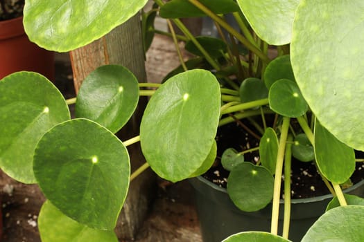 Macro photos of the leaves on a money pilea plant.
