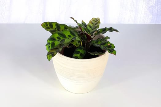 A rattlesnake calathea plant aginst a white background.