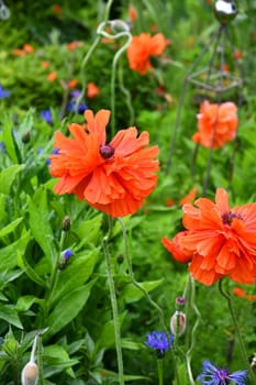 turkish poppies