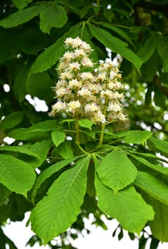 chestnut tree