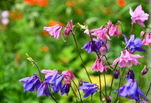 blooming columbine