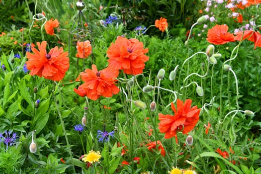 turkish poppies