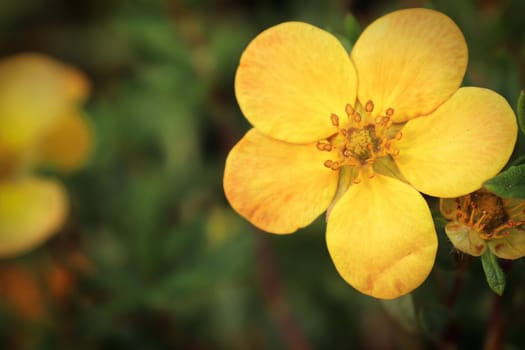 Macro of yellow potentilla shrub flowers in summer.