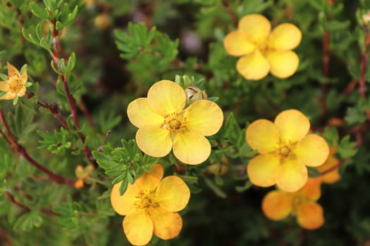 Closeup of yellow potentilla shrub flowers in summer.