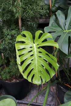 Closeup of the leaves on a swiss cheese monstera plant.