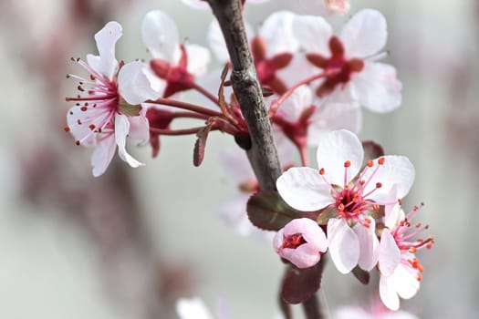 Delicate sand cherry blossoms blooming in spring.