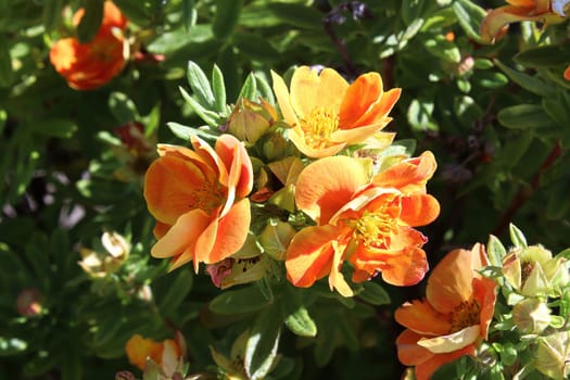 Closeup of orange potentilla shrub flowers in summer.