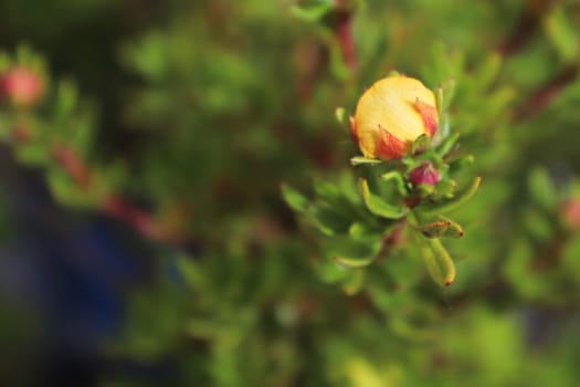 Closeup of yellow potentilla shrub flowers in summer.