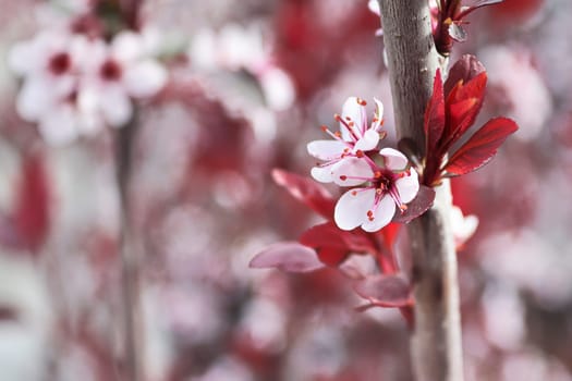 Purple Leaf Plum blossoms blooming in spring.