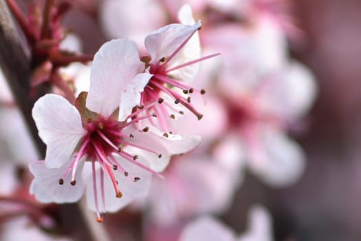 Macro of delicate sand cherry blossoms blooming in spring.