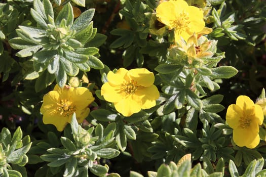 Closeup of yellow potentilla shrub flowers in summer.