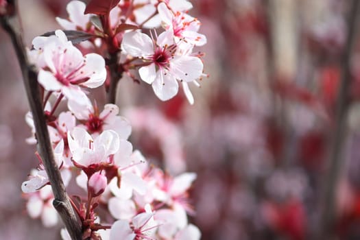 Purple Leaf Plum blossoms blooming in spring.