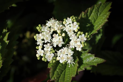 Closeup of flowers on a Arrowwood viburnum shrub.