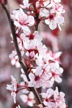 Delicate sand cherry blossoms blooming in spring.