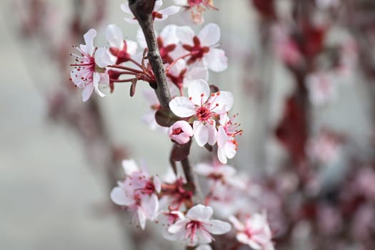 Delicate sand cherry blossoms blooming in spring.