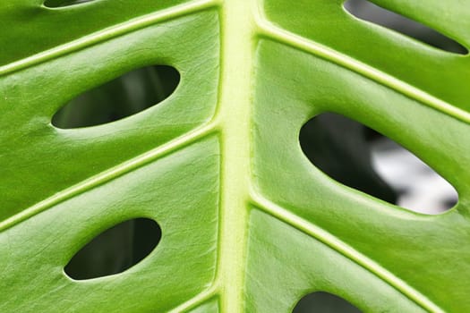 Macro of the leaves on a swiss cheese monstera plant.