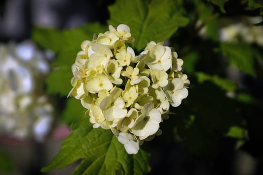 Closeup of flowers on a cranberry snowball shrub.