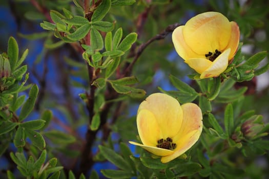 Closeup of yellow potentilla shrub flowers in summer.