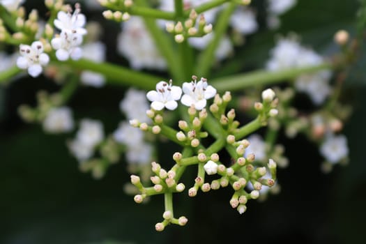 Macro of flowers on a Arrowwood viburnum shrub.