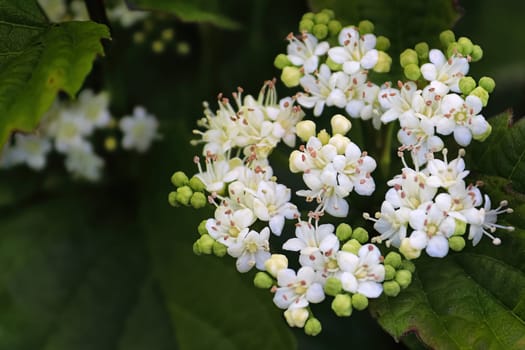 Macro of flowers on a Arrowwood viburnum shrub.