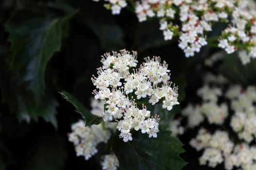 Closeup of flowers on a Arrowwood viburnum shrub.