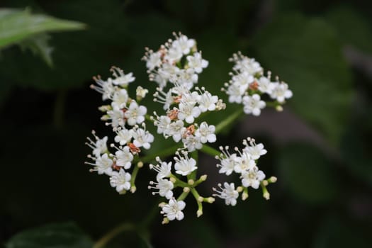 Closeup of flowers on a Arrowwood viburnum shrub.