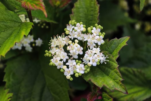 Closeup of flowers on a Arrowwood viburnum shrub.