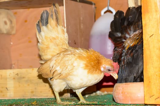 The hen eating food in the coops.