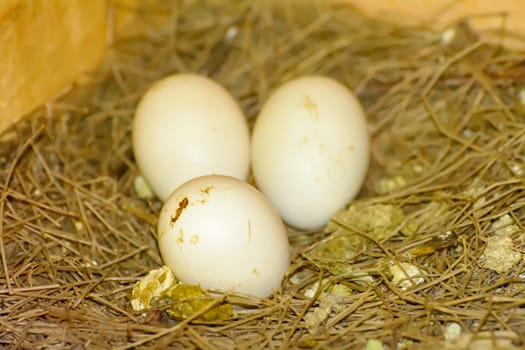 3 eggs on a pile of straw waiting to hatch in coops.