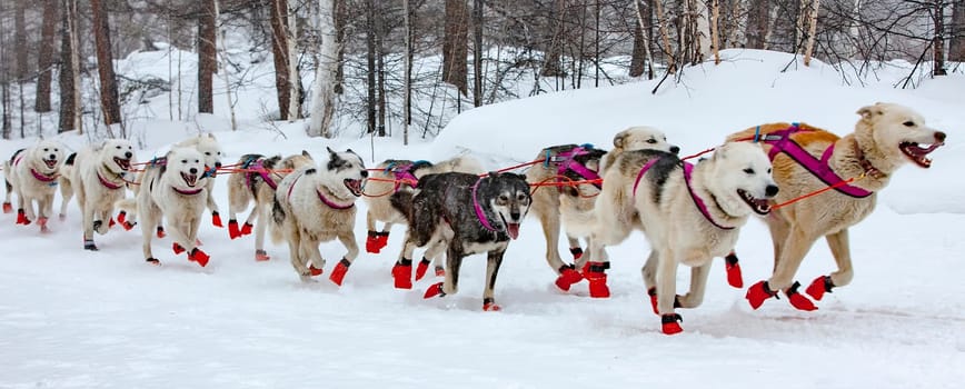Selective focus dog sled running on a winter landscape