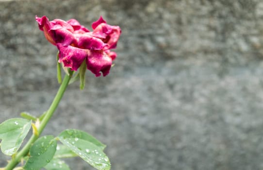 A Dried Rose flower plant against concreate wall background. Faded Condition. Vintage style. Sad Nostalgia Concept. Copy space room for text.