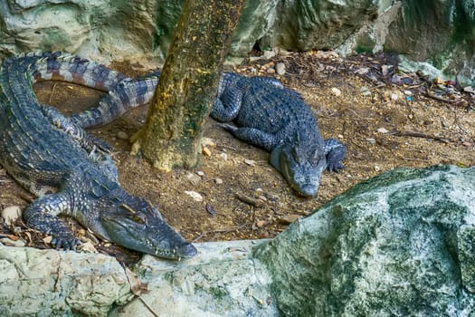 The siamese crocodile in a pond in a forest model.