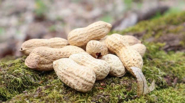 Unpeeled whole raw peanuts in brown husks in the shell texture on a beautiful natural background in the forest lies in a heap on a tree, outdoors on a sunny summer day