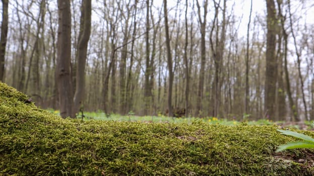 Moss forest. Close-up of a fallen tree trunk in the forest. Dead tree in the forest covered with green moss. Mountain forest with trees. Warm sun rays illuminate the plants