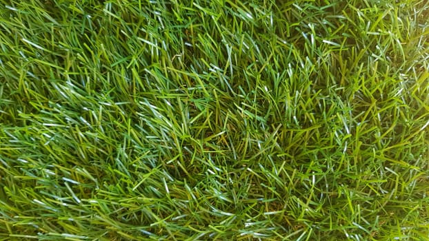 Grass background on a golf course. Green lawn background