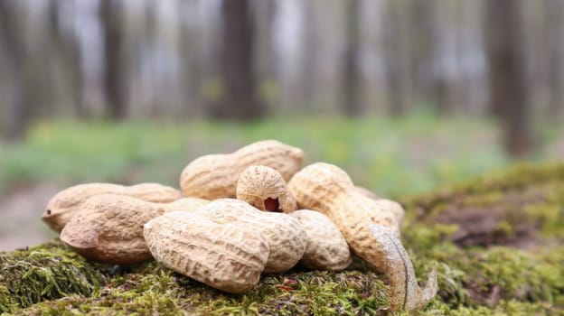 Unpeeled whole raw peanuts in brown husks in the shell texture on a beautiful natural background in the forest lies in a heap on a tree, outdoors on a sunny summer day