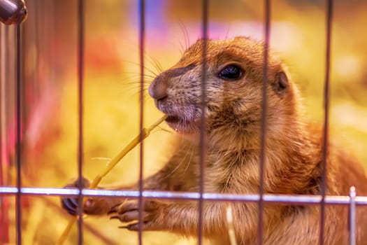 The prairie dog in a cage. It's small mammals, are in the same family as squirrels.