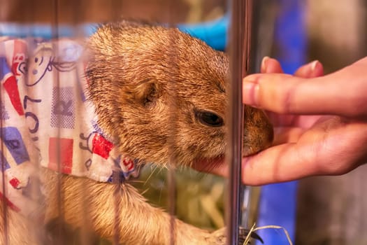 The prairie dog in a cage. It's small mammals, are in the same family as squirrels.