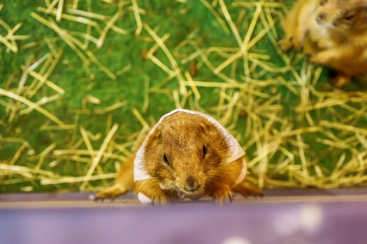 The prairie dog are climbing. It's small mammals, are in the same family as squirrels.