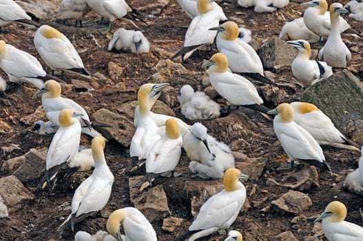 Nesting Colony of Northern Gannets on St Mary Island in Newfoundland