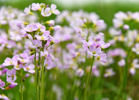 meadow foam herb