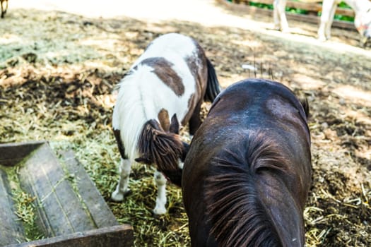 Ranch horse image. Shooting Location: Yokohama-city kanagawa prefecture