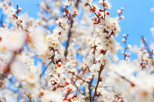 White apricot tree spring blossom flowers