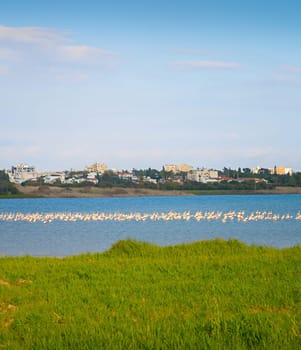 Flamingos on a lake. Larnaca city in the background. Cyprus